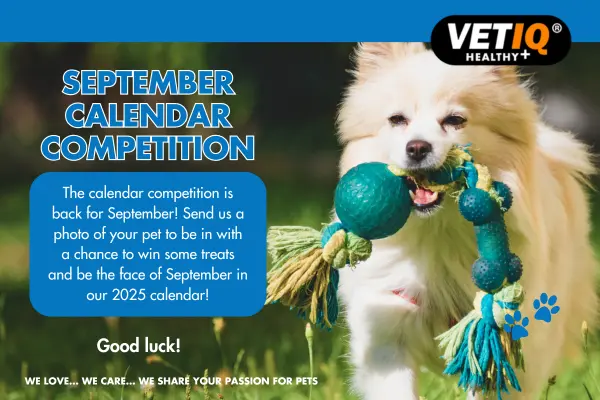 VETIQ Calendar Competition September 2024