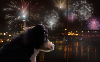 How To Calm Dogs On Bonfire Night