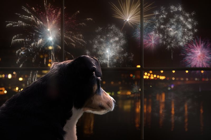 How To Calm Dogs On Bonfire Night - VETIQ (1)