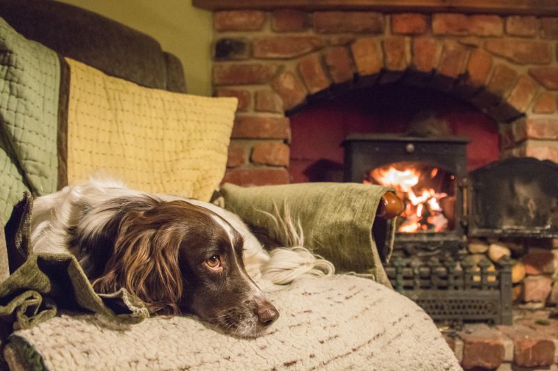 How To Calm Dogs On Bonfire Night - VETIQ (2)