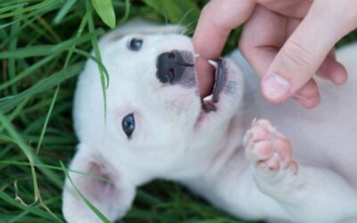 How To Help A Teething Puppy – The Ultimate Guide!