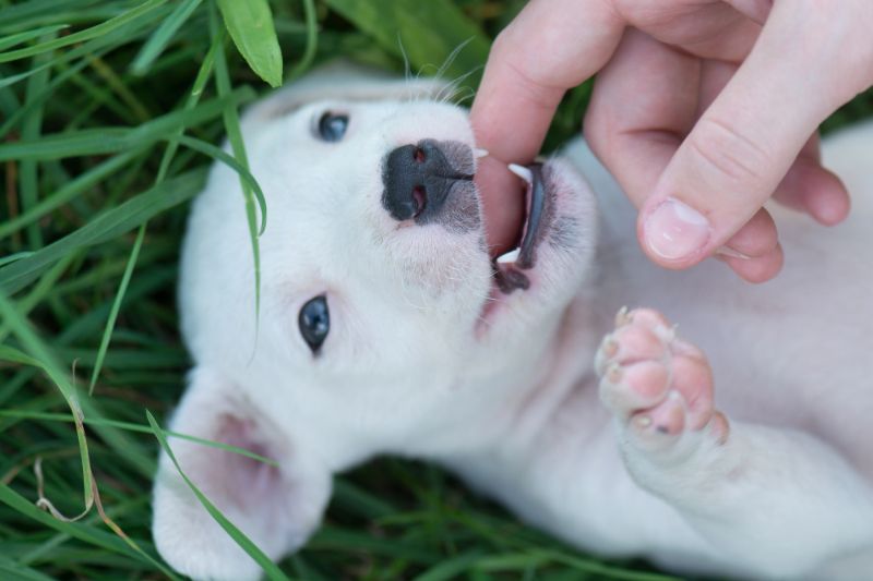 How To Help A Teething Puppy - The Ultimate Guide - VETIQ (1)