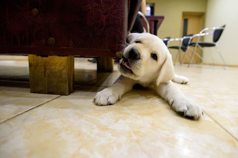 How To Help A Teething Puppy - The Ultimate Guide - VETIQ (2)