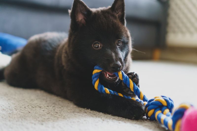 How To Help A Teething Puppy - The Ultimate Guide - VETIQ (3)