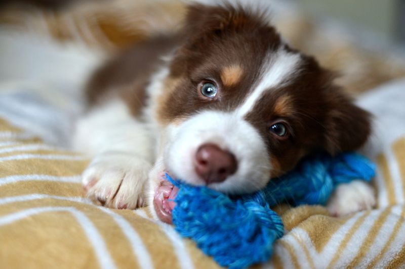 How To Help A Teething Puppy - The Ultimate Guide - VETIQ (5)