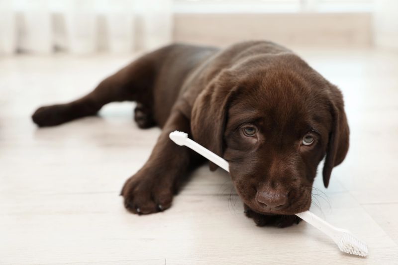 How To Help A Teething Puppy - The Ultimate Guide - VETIQ (6)