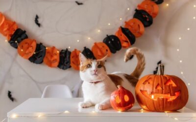 How To Manage Pet Anxiety During Halloween