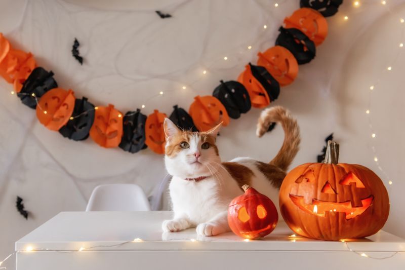 How To Manage Pet Anxiety During Halloween - VETIQ (1)