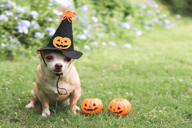 How To Manage Pet Anxiety During Halloween - VETIQ (2)