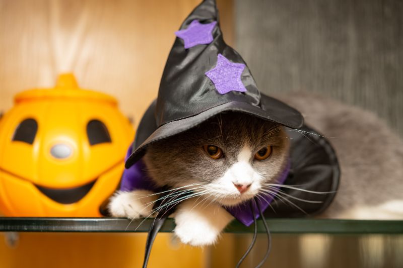 How To Manage Pet Anxiety During Halloween - VETIQ (3)