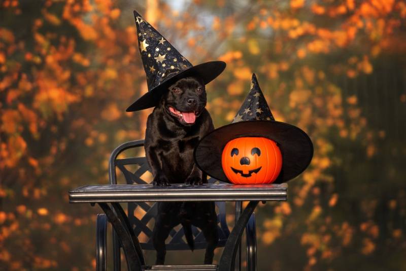 How To Manage Pet Anxiety During Halloween - VETIQ (5)