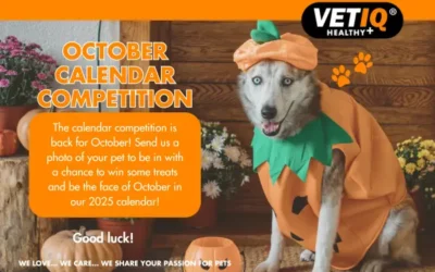 VETIQ Calendar Competition October 2024