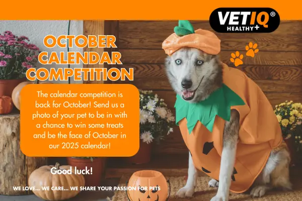 October Pet Calendar Competition 2024