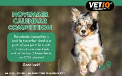 VETIQ Calendar Competition November 2024