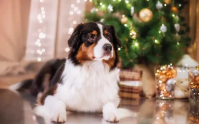 Dog Anxiety At Christmas: How You Can Help