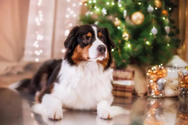 Dog Anxiety At Christmas - How You Can Help - VETIQ (1)