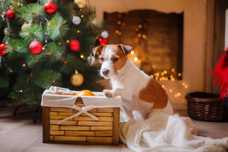 Dog Anxiety At Christmas - How You Can Help - VETIQ (2)