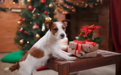 How To Keep Pets Calm During Christmas!