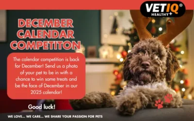 VETIQ Calendar Competition December 2024