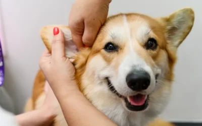 How To Recognise The Signs Of Ear Infections In Pets