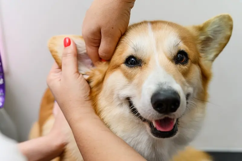 How To Recognise The Signs Of Ear Infections In Pets