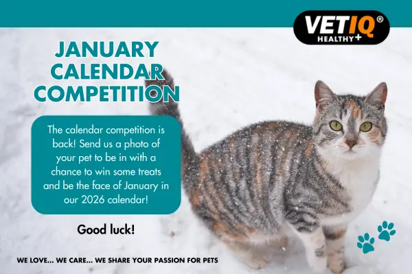 VETIQ Calendar Competition – January 2025