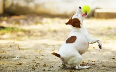 Joint Care For Pets: 5 Exercises To Keep Pets Fit And Nimble!