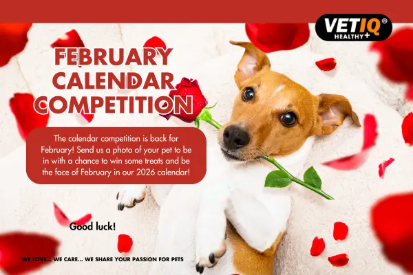 VETIQ Calendar Competition February 2025