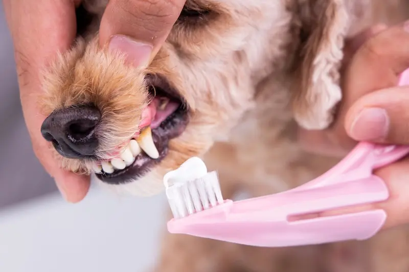 A Beginners Guide To Brushing Your Pets Teeth - VETIQ (2)