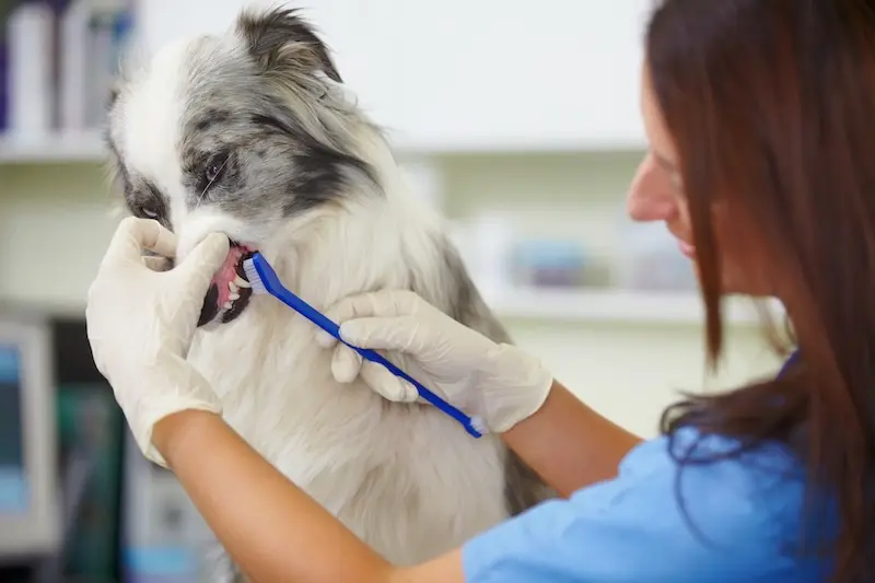 Tips For Preventing Dental Problems In Pets - VETIQ (2)