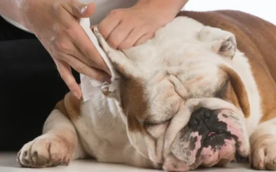 How To Clean Your Pet’s Ears: A Guide For Loving Owners!