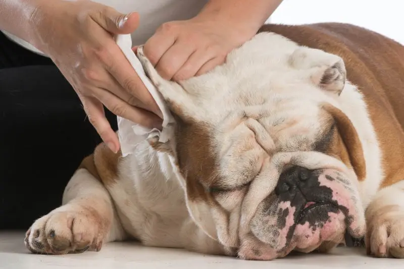 How To Clean Your Pets Ears - A Guide For Loving Owners (1)