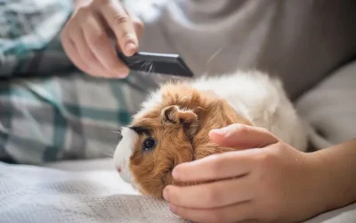 Our Tips For Keeping Small Pets Clean!