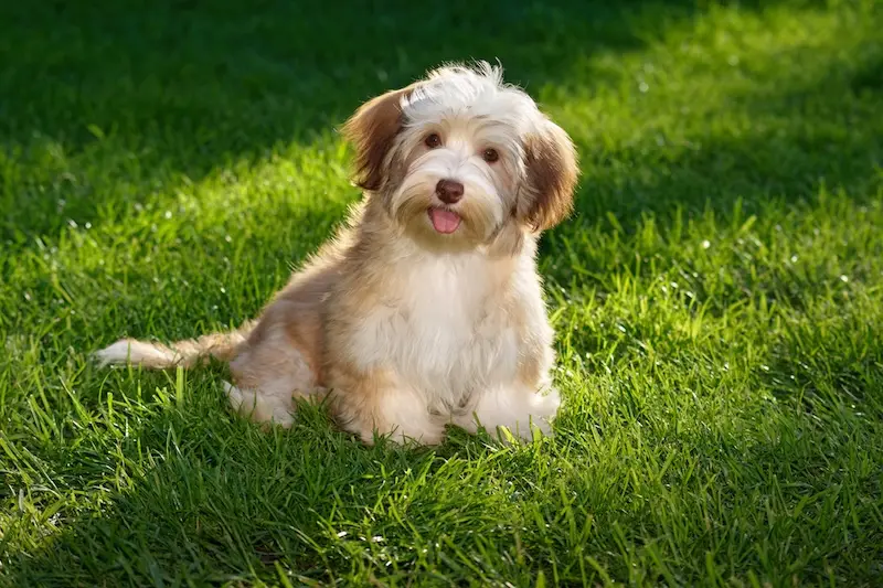 How To Prevent Dog Urine Lawn Spots - VETIQ (2)