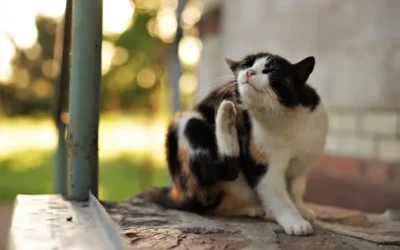 How To Remove Fleas From Pets – Safely and Permanently!