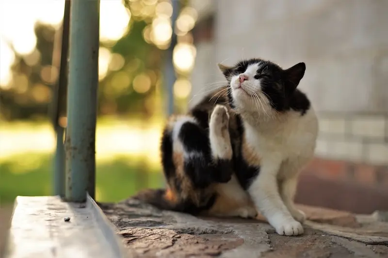 How To Remove Fleas From Pets - Safely and Permanently - VETIQ (1)