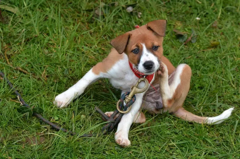 How To Remove Fleas From Pets - Safely and Permanently - VETIQ (2)