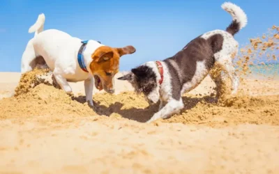 Flea Treatment For Dogs After Beaches & BBQs!