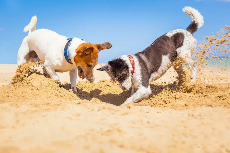 Flea Treatment For Dogs After Beaches BBQs - VETIQ (1)