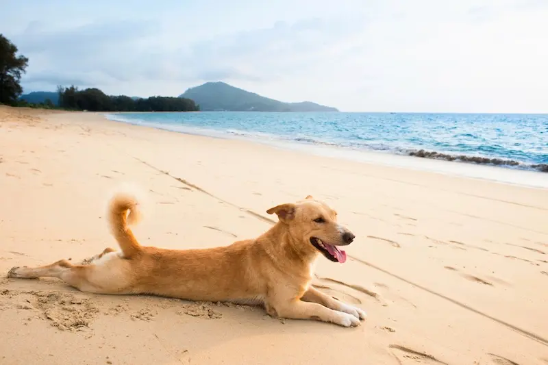 Flea Treatment For Dogs After Beaches BBQs - VETIQ (3)