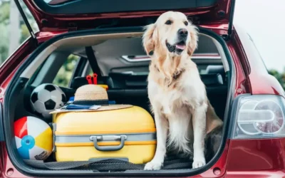 How To Prevent Fleas While Travelling With Your Pet This Summer