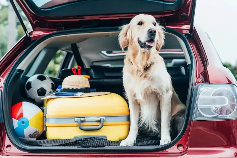 How To Prevent Fleas While Travelling With Your Pet This Summer - VETIQ (1)