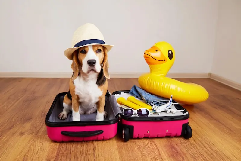 How To Prevent Fleas While Travelling With Your Pet This Summer - VETIQ (2)