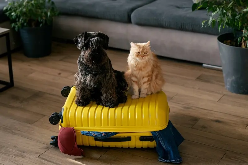 How To Prevent Fleas While Travelling With Your Pet This Summer - VETIQ (3)