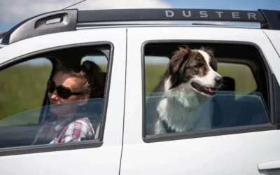 How To Keep Dogs Calm When Travelling This Summer!