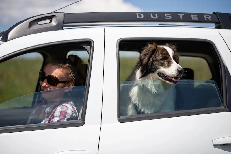 How To Keep Dogs Calm When Travelling This Summer - VETIQ (1)
