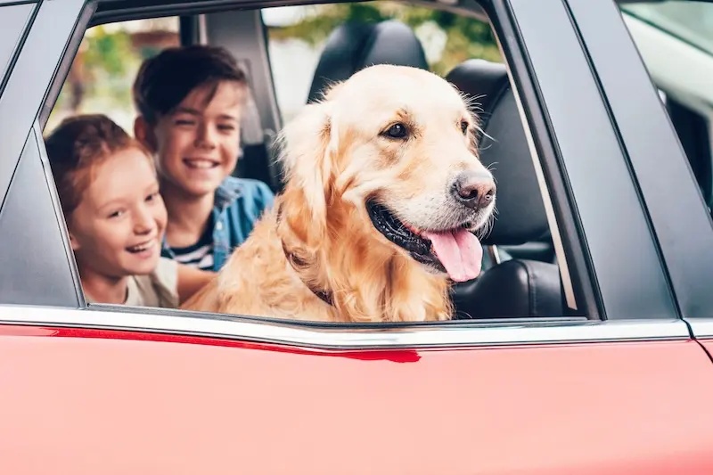 How To Keep Dogs Calm When Travelling This Summer - VETIQ (2)