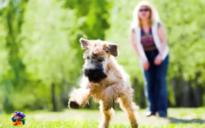 Our Guide To Joint Care For Dogs During Summer