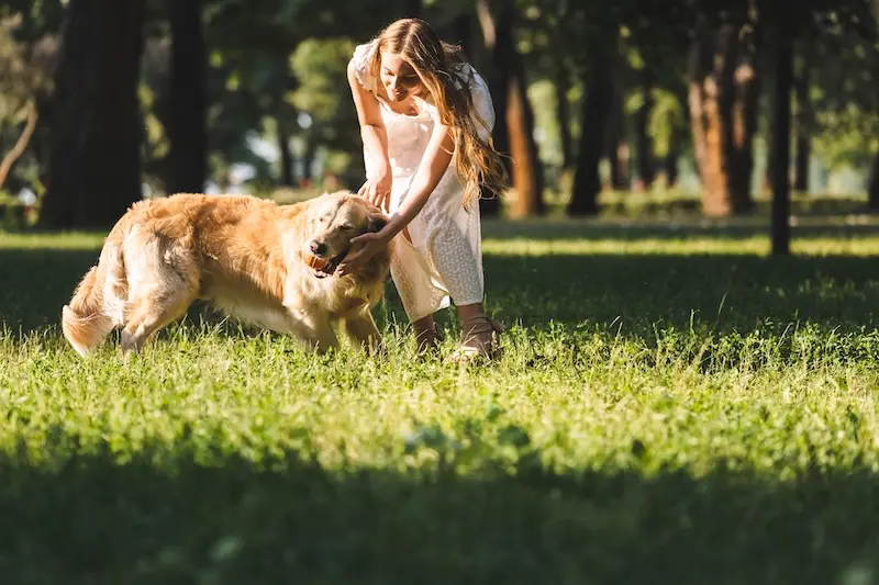 Our Guide To Joint Care For Dogs During Summer - VETIQ (2)