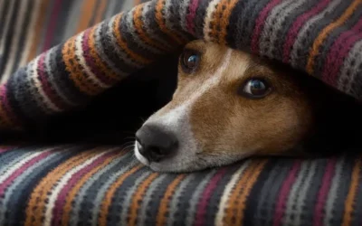 How To Deal With & Prevent Dog Diarrhoea